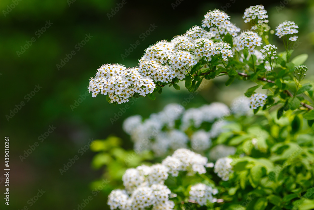Spiraea flexuosa in bloom in spring garden