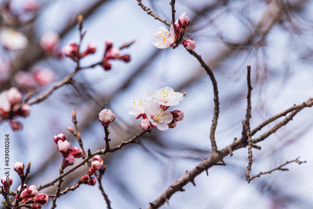 blossoms booming in the springtime