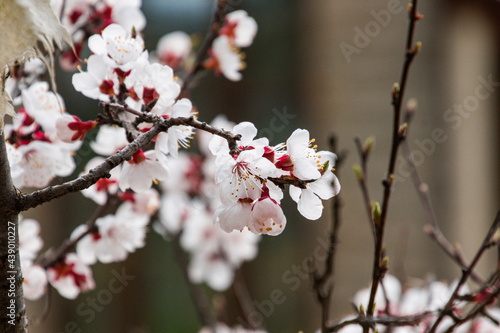 blossoms booming in the springtime