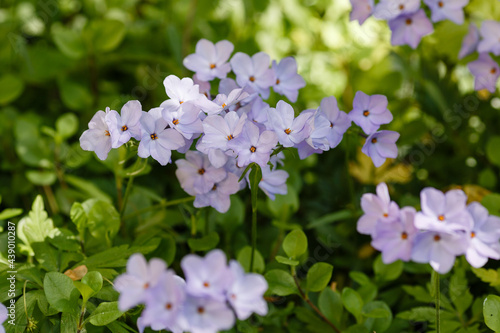 Blue flowers of Phlox stolonifera ‘Blue Ridge’ in spring garden  photo
