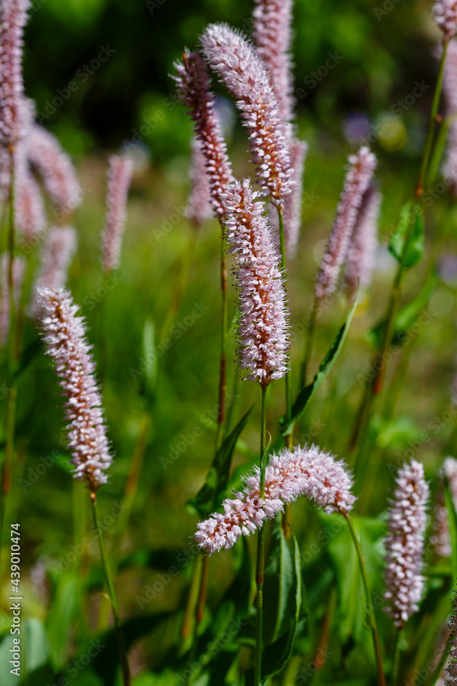 Blossoms of the Common Bistort, Bistorta officinalis. Snakeroot, Snake-Root, Snakeweed in spring garden. Persicaria bistorta is medicinal plant Blossoms of the Common Bistort, Bistorta officinalis. Snakeroot, Snake-Root, Snakeweed in spring garden. Persicaria bistorta is medicinal plant