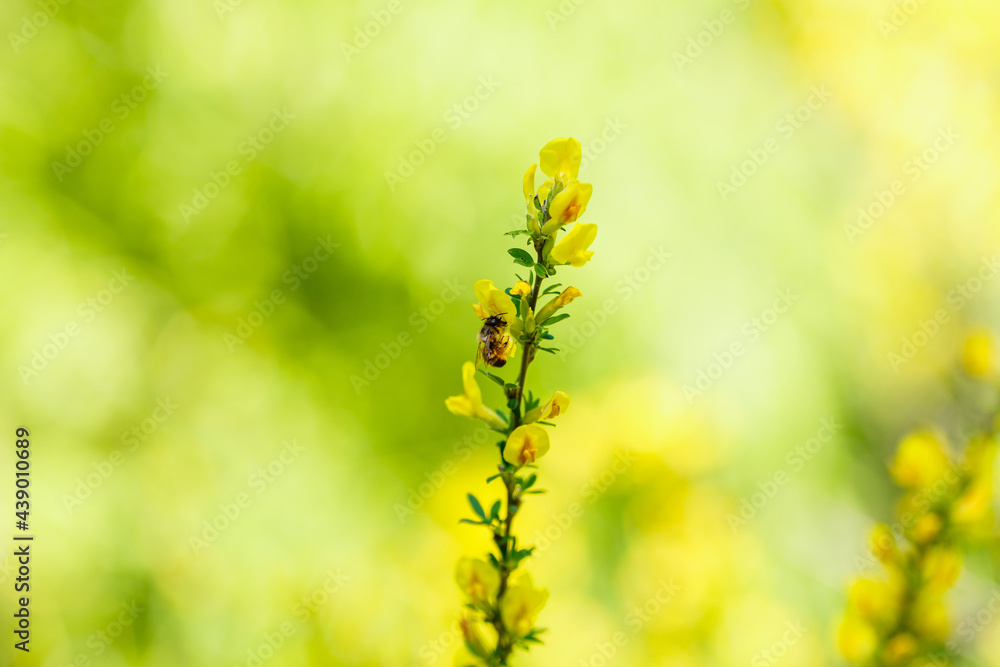 Fototapeta premium Yellow flower Cytisus ratisbonensis in the spring time. Cytisus ratisbonensis is honey plants. Bee collect pollen from flowers and buds
