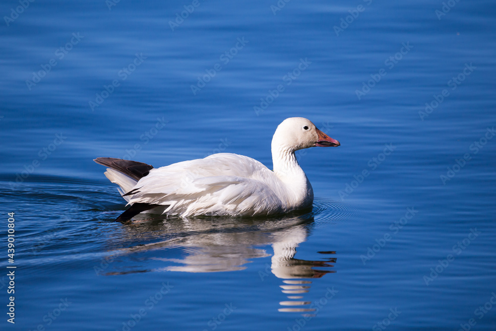 Side view of white-morph snow goose swimming in the St. Lawrence River during a very bright sunny spring morning, Quebec City, Quebec, Canada