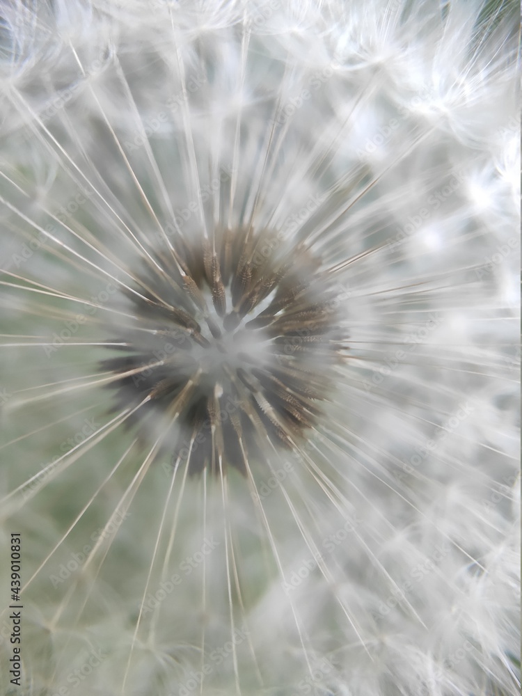 Naklejka premium dandelion seed head