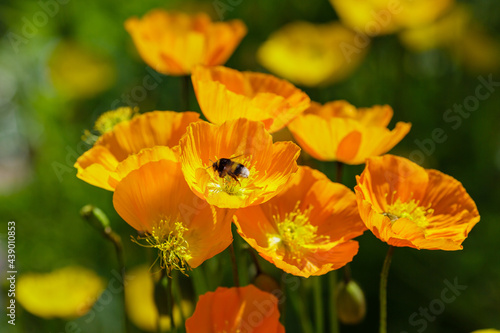 A honeybee collects nectar in Eschscholzia californica flower. California poppies blooming in the sunshine