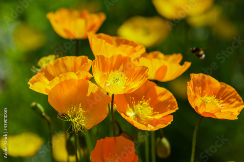 A honeybee collects nectar in Eschscholzia californica flower. California poppies blooming in the sunshine