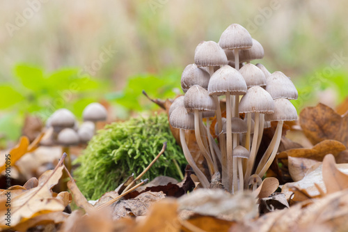 a lot of mushrooms paneolus bluish plumper among moss and fallen oak leaves in the autumn forest (Panaeolus cyanescens). Wild hallucinogenic mushrooms. photo