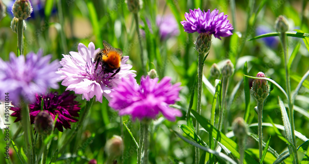 Busy bumblebee collecting pollen in cornflowers. Busy bumblebee collecting pollen in cornflowers.