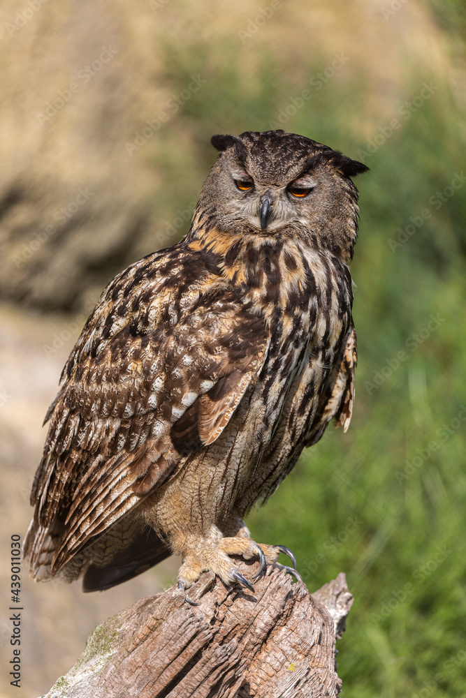 Fototapeta premium Hibou grand-duc Bubo bubo en gros plan en Camargue