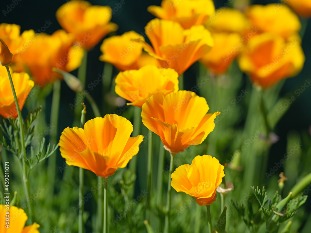 Orange blühender Kalifornischer Mohn, Eschscholzia californica