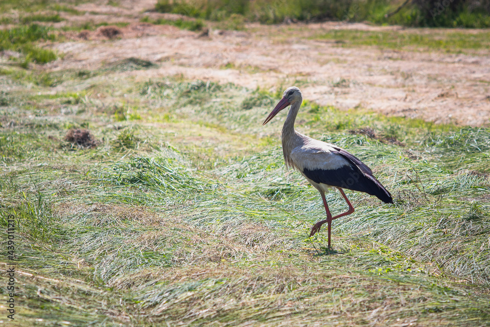 Fototapeta premium Large White stork (Ciconia ciconia) in a grass meadow