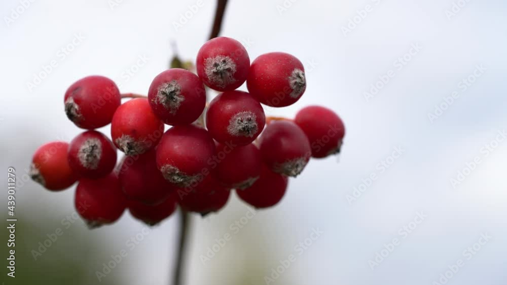 Whitebeam in slight breeze (Sorbus aria) - (4K) Whitebeam in slight breeze (Sorbus aria) - (4K)