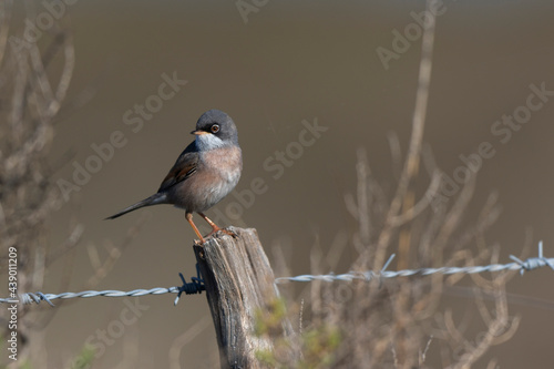 Fauvette à lunettes Curruca conspicillata en  gros plan en Camargue photo