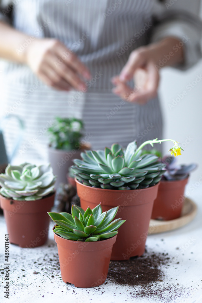 Young girl is planting green echeveria succulent. Concept of home gardening, house plants, hobby, leisure. DIY garden, handmade natural gift. White background, close up Young girl is planting green echeveria succulent. Concept of home gardening, house plants, hobby, leisure. DIY garden, handmade natural gift. White background, close up
