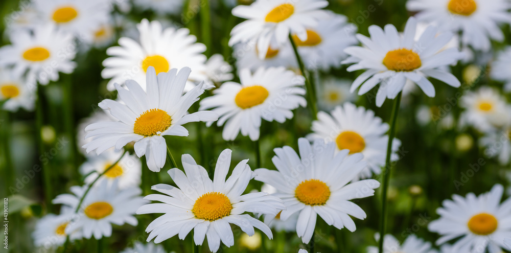 Flowering of daisies. White camomile, Leucanthemum vulgare, Dox-eye, Common daisy, Dog daisy. Gardening concept. Summer daisy background. Flowering of daisies. White camomile, Leucanthemum vulgare, Dox-eye, Common daisy, Dog daisy. Gardening concept. Summer daisy background.