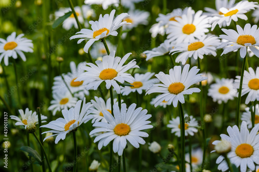 Fototapeta premium Flowering of daisies. White camomile, Leucanthemum vulgare, Dox-eye, Common daisy, Dog daisy. Gardening concept. Summer daisy background.