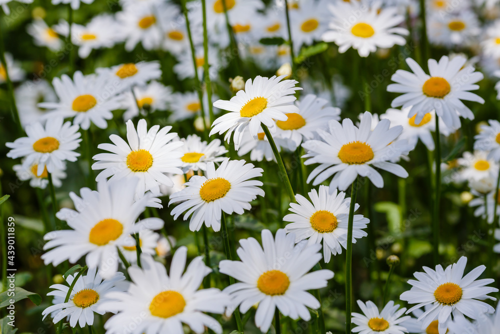 Flowering of daisies. White camomile, Leucanthemum vulgare, Dox-eye, Common daisy, Dog daisy. Gardening concept. Summer daisy background. Flowering of daisies. White camomile, Leucanthemum vulgare, Dox-eye, Common daisy, Dog daisy. Gardening concept. Summer daisy background.
