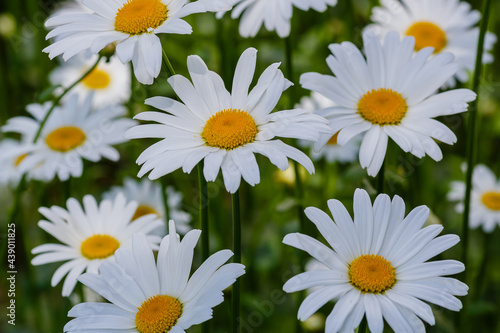 Flowering of daisies. White camomile, Leucanthemum vulgare, Dox-eye, Common daisy, Dog daisy. Gardening concept. Summer daisy background.