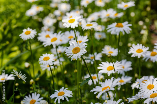 Flowering of daisies. White camomile, Leucanthemum vulgare, Dox-eye, Common daisy, Dog daisy. Gardening concept. Summer daisy background. © Flower_Garden