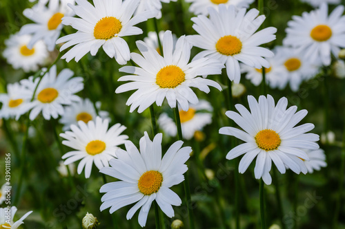 Flowering of daisies. White camomile  Leucanthemum vulgare  Dox-eye  Common daisy  Dog daisy. Gardening concept. Summer daisy background.