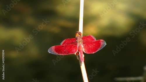 Red Percher Dragonfly, Neurothemis Ramburii in the Philippines	 photo