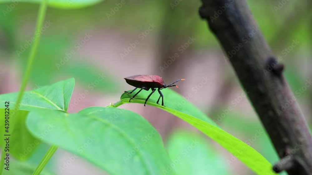 Beetle ladybug close up sitting on a long bean cowpea leaf inside of an agricultural farm Beetle ladybug close up sitting on a long bean cowpea leaf inside of an agricultural farm