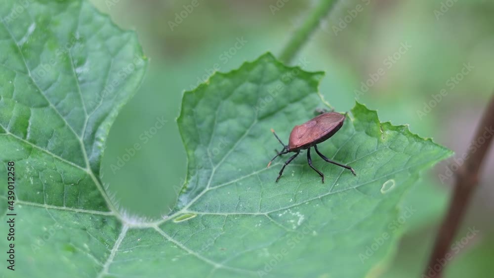 Beetle bug close up sitting on a green leaf in the garden Beetle bug close up sitting on a green leaf in the garden