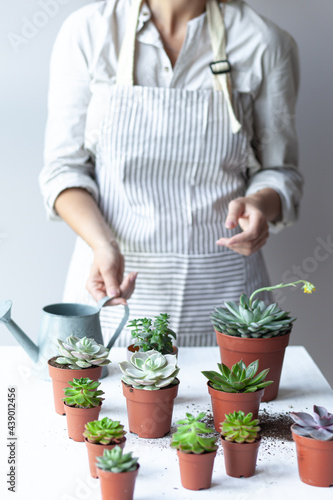 Young girl is planting green succulent. Concept of home gardening, house plants, hobby, leisure. DIY garden, handmade natural gift. White background, close up.