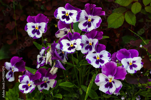 Flower of heartsease or viola close-up. Carpet of the color pansy, viola