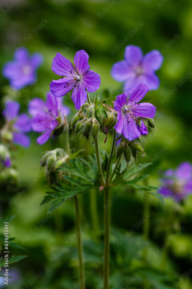Geranium pratense in garden. Purple flowers of geranium pratense.