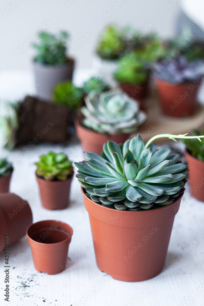 Mix of different Echeveria Succulent house plant pots. Concept of home gardening, hobby, leisure. White wooden background. Close up, macro Mix of different Echeveria Succulent house plant pots. Concept of home gardening, hobby, leisure. White wooden background. Close up, macro