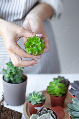 Young girl is planting green echeveria succulent. Concept of home gardening, house plants, hobby, leisure. DIY garden, handmade natural gift. White background, close up.
