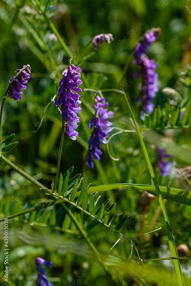 Vicia in the meadow. Flowering of the wild Vicia plant. Vicia in the meadow. Flowering of the wild Vicia plant.