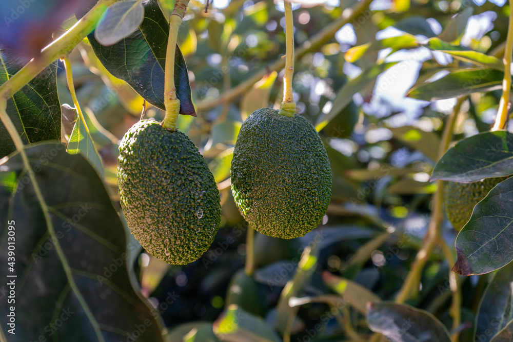 avocado about to be harvested avocado about to be harvested