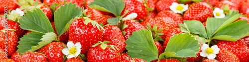 Wallpaper Mural Strawberries berries fruits strawberry berry fruit with leaves and blossoms panoramic view Torontodigital.ca