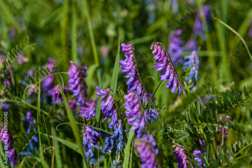 Vicia in the meadow.  Flowering of the wild Vicia plant.