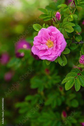 Lovely pink flowers of wild rose in the garden. Rose flowers on a natural background.