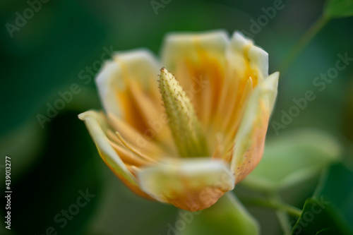 Fototapeta Naklejka Na Ścianę i Meble -  Macro image of the tulip tree flower