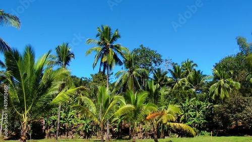 Wallpaper Mural Coconut palm trees under a clear deep blue sky in the Philippines Torontodigital.ca