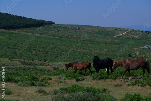 konie zwierz  ta     ka pastwisko trawa ziele   ro  liny