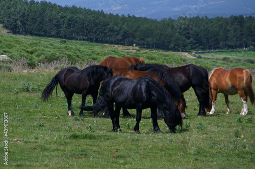 konie zwierz  ta     ka pastwisko trawa ziele   ro  liny