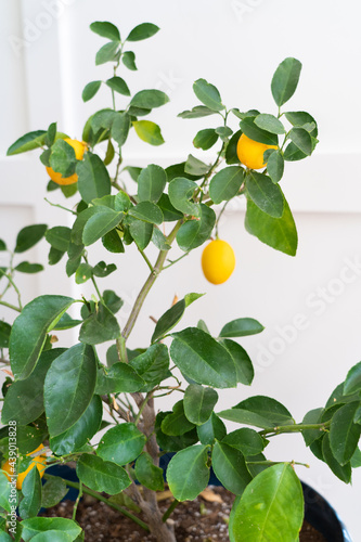 Indoor potted meyer lemon tree with ripe lemons against white wall photo