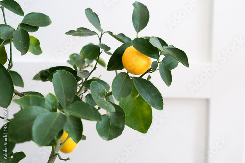 branch of indoor potted meyer lemon tree with ripe lemons