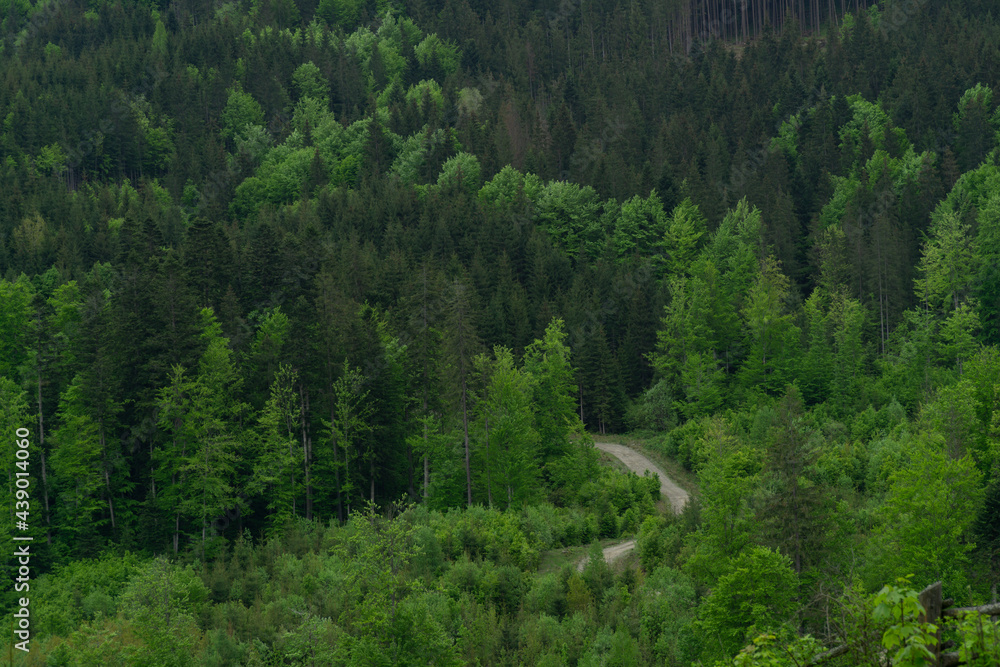 mountain road among green trees