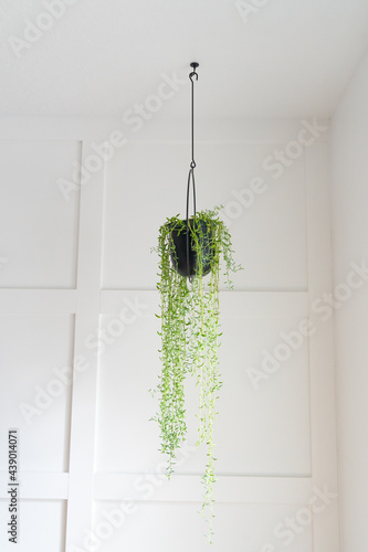String of bananas in modern black hanging planter against board and batten accent wall