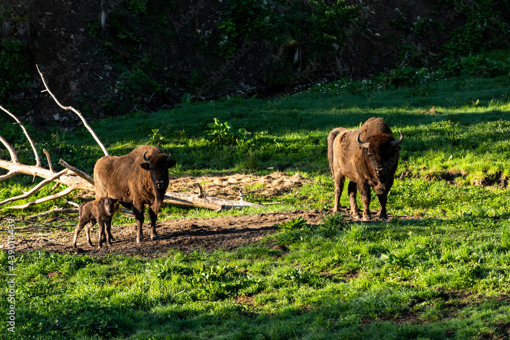 European bison (Bison bonasus) in Reserve at Muczne in Bieszczady Mountains, Poland with Young Calf Offspring European bison (Bison bonasus) in Reserve at Muczne in Bieszczady Mountains, Poland with Young Calf Offspring
