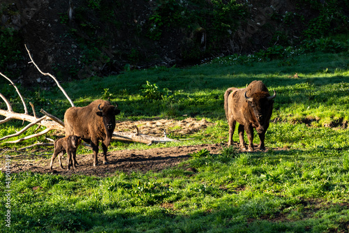 Fototapeta Naklejka Na Ścianę i Meble -  European bison (Bison bonasus) in Reserve at Muczne in Bieszczady Mountains, Poland with Young Calf Offspring