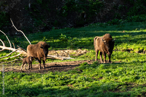European bison (Bison bonasus) in Reserve at Muczne in Bieszczady Mountains, Poland with Young Calf Offspring