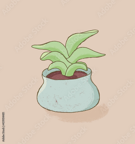 Hand drawn potted Sanseveria Banana succulent houseplant 