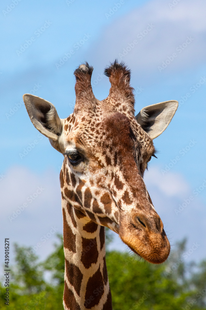 Fototapeta premium Close-up of a Giraffe